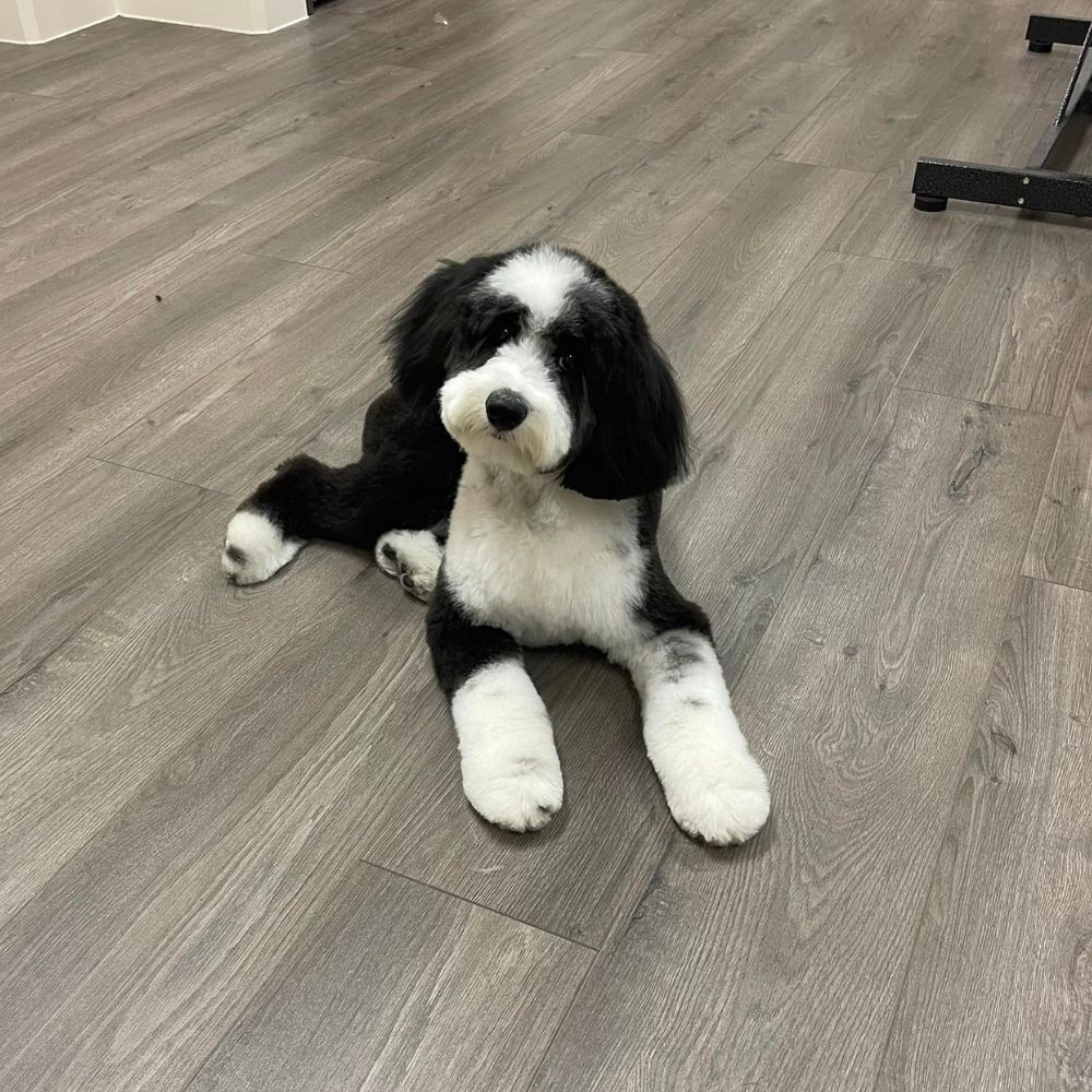 Black and white doodle lying on the floor after grooming