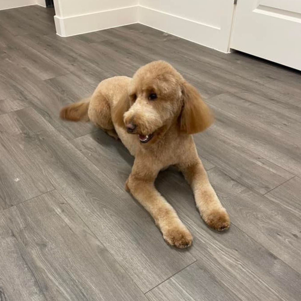 Apricot doodle lying on the floor with a fresh groom