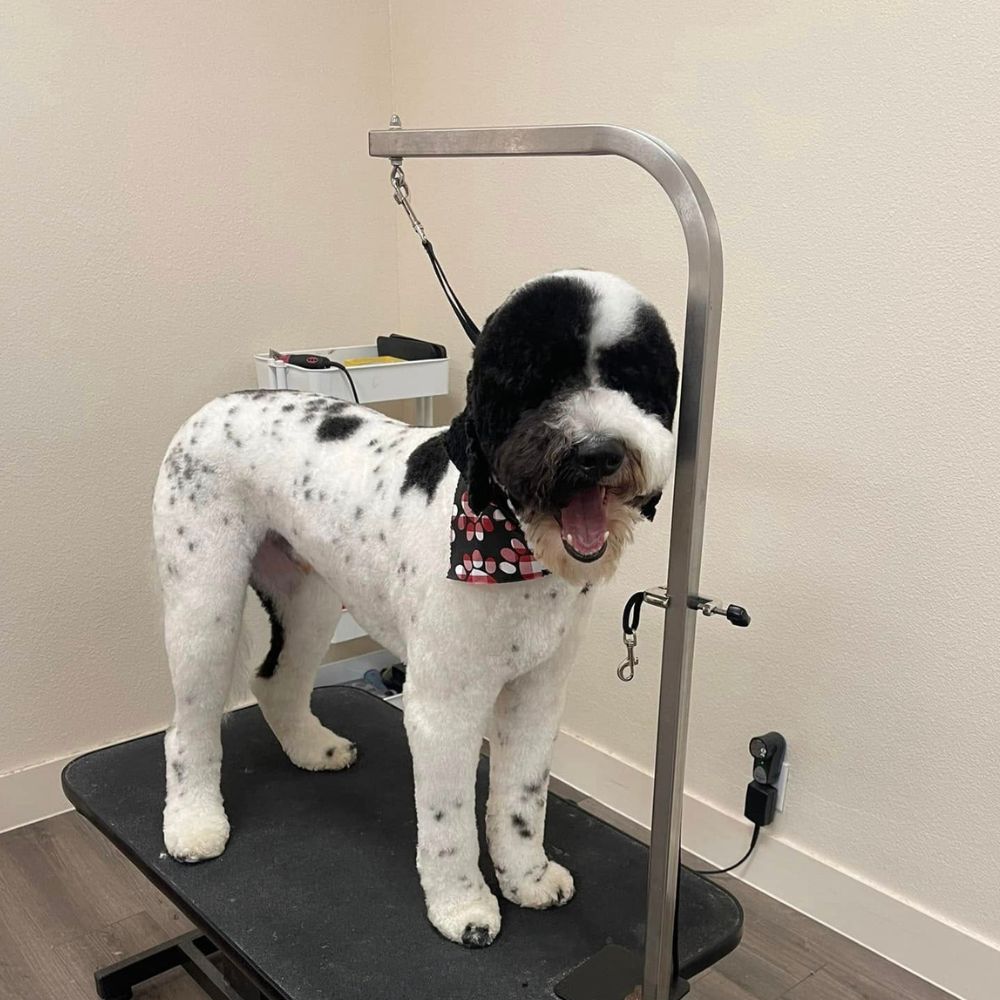 Black and white dog standing on a grooming table with a bandana after grooming