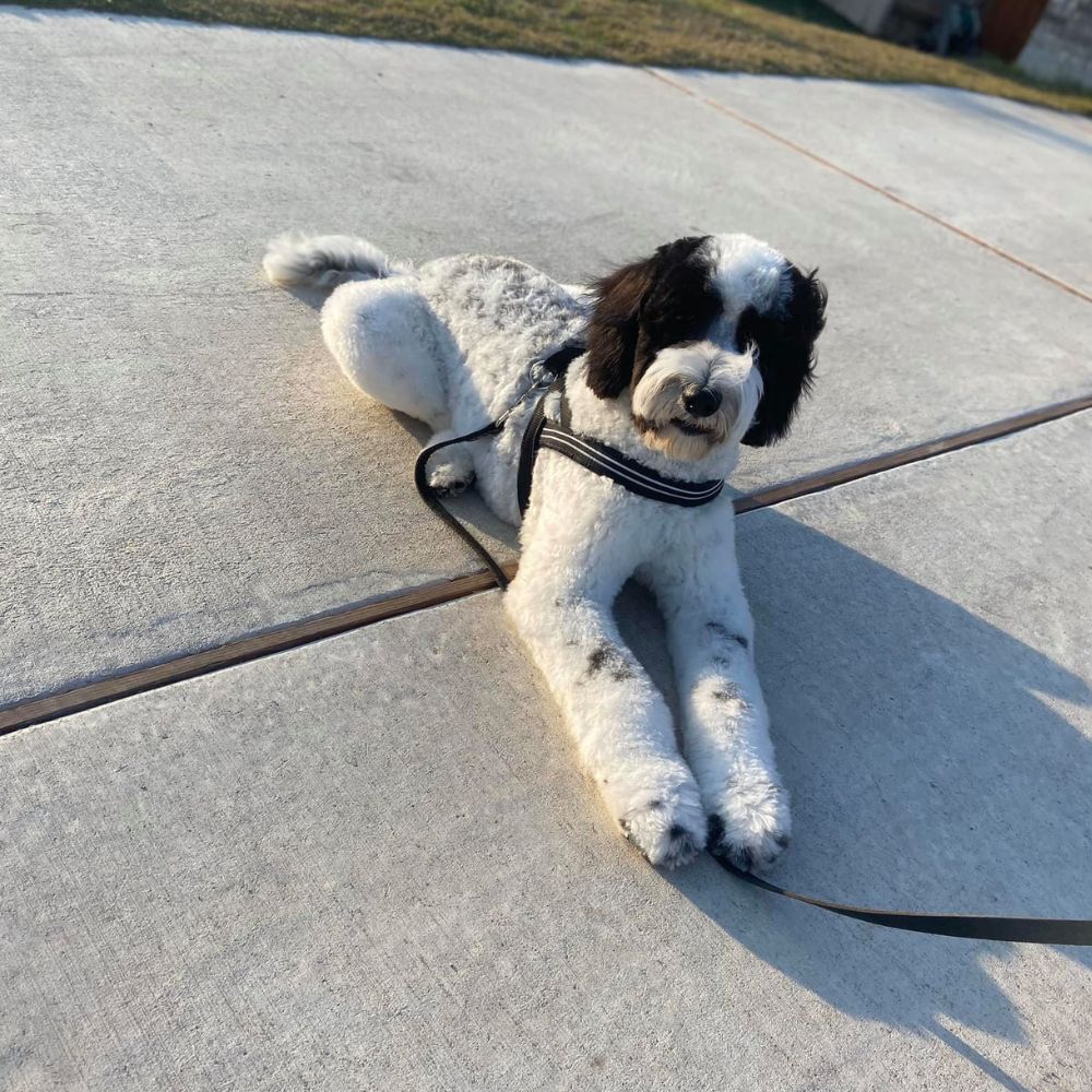 Black and white doodle lying outdoors on a leash after grooming
