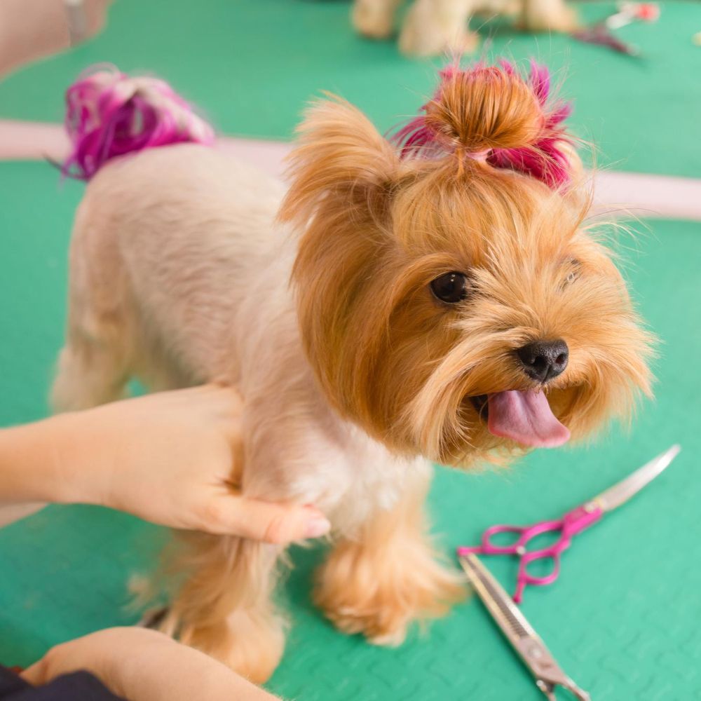 Groomed Yorkshire terrier with a topknot standing beside grooming scissors