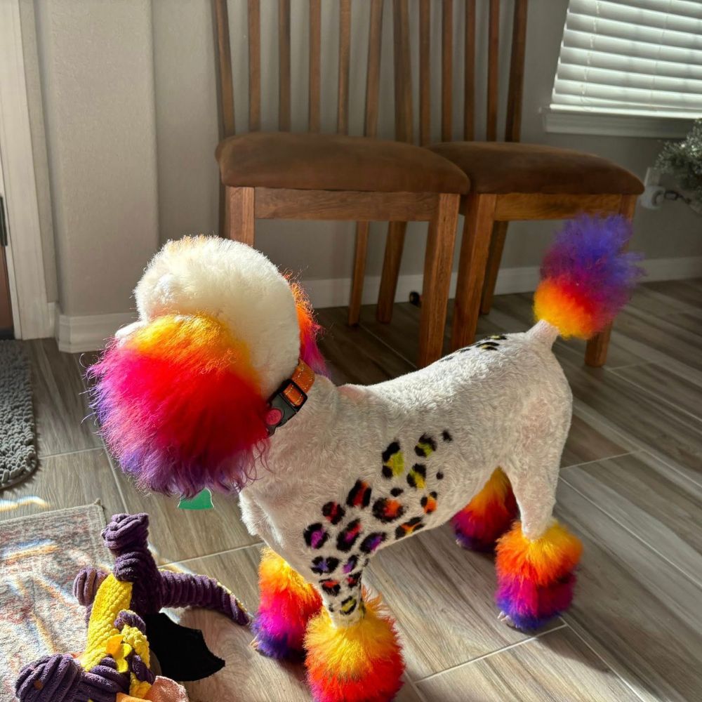 Poodle with rainbow-colored ears, tail, and paws and leopard-style dyed spots