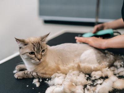 Cat lying on a grooming table while loose fur is brushed out