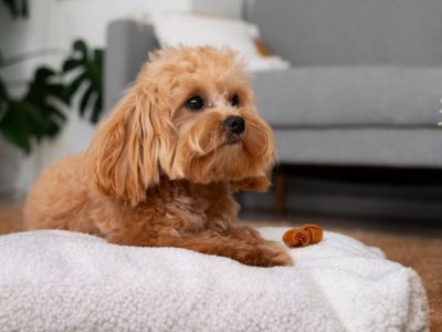 Small apricot dog lying on a fluffy bed after grooming