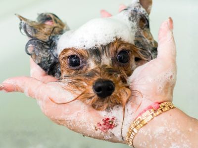 Small dog covered in shampoo suds during a bath