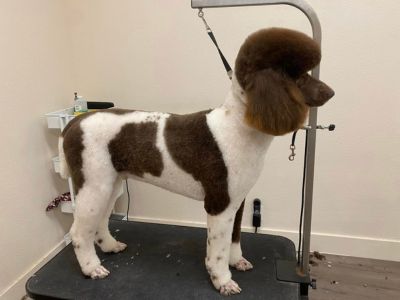 Brown and white poodle with a styled cut standing on a grooming table