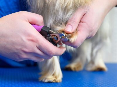 Dog having its nails trimmed with clippers