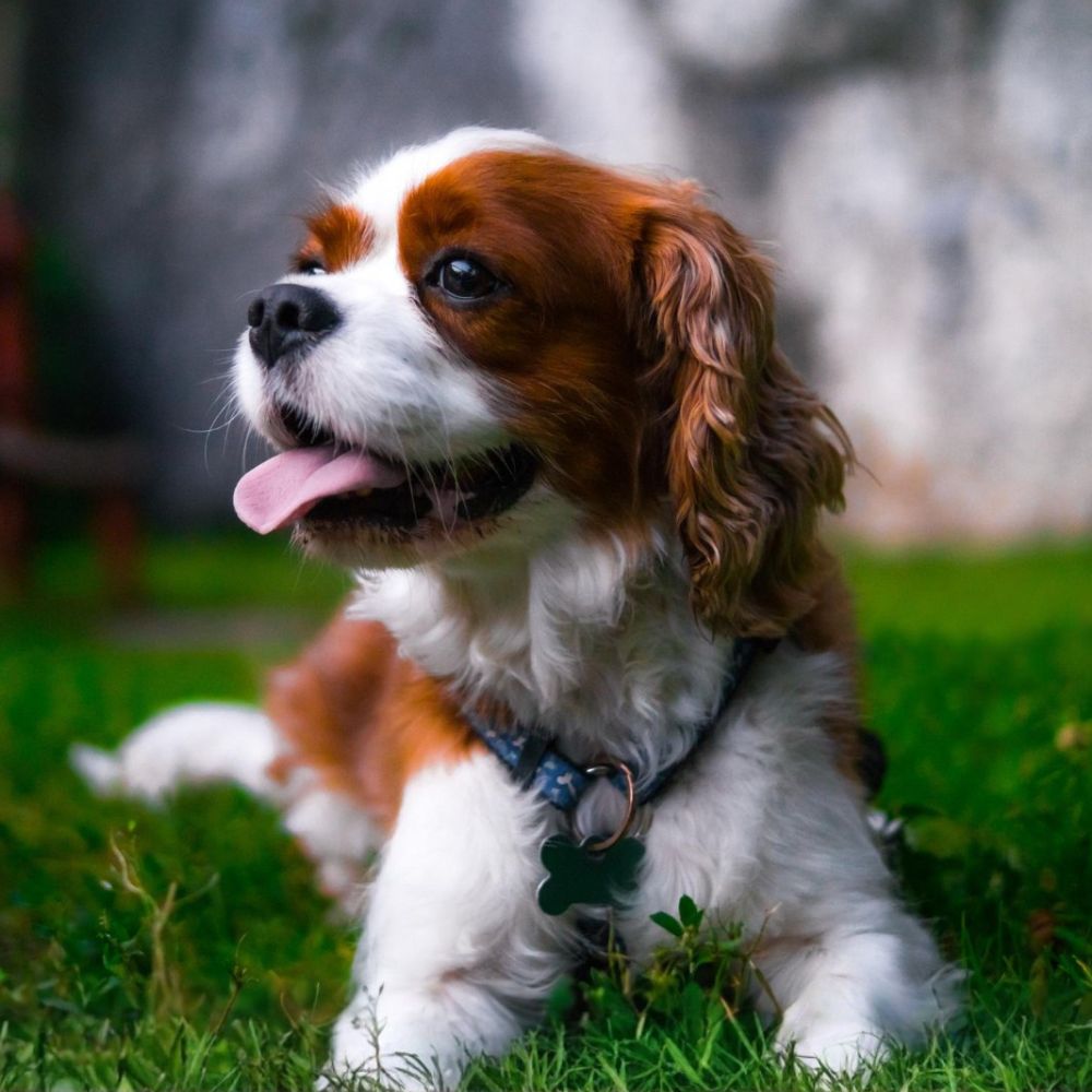 Pricing Image Brown and white spaniel lying on grass with tongue out
