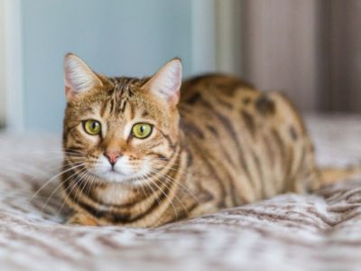 Brown tabby cat lying on a bed and looking at the camera