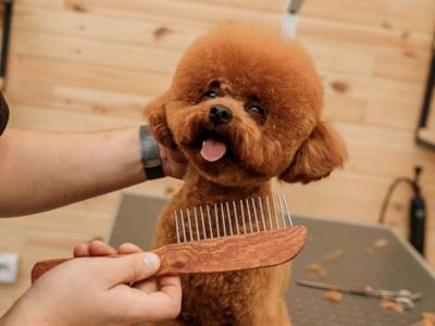 Freshly groomed poodle being combed on a grooming table