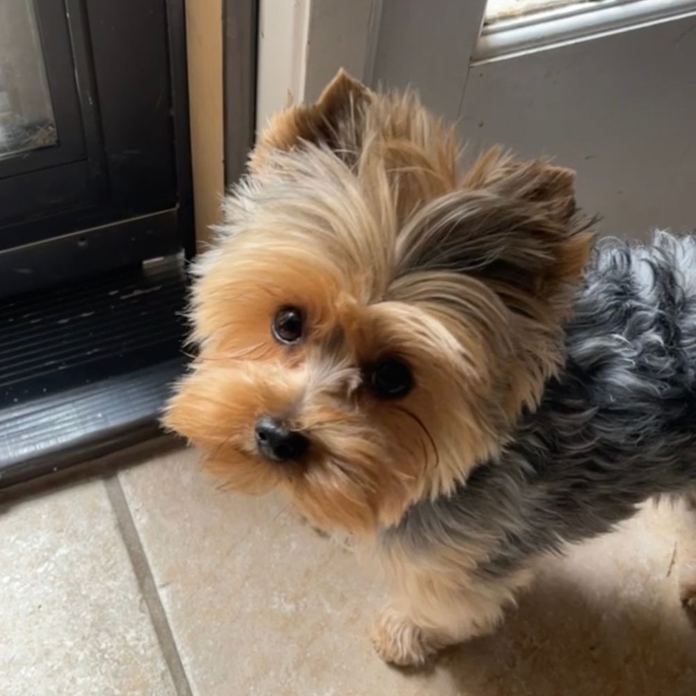 A small dog stands on a tile floor