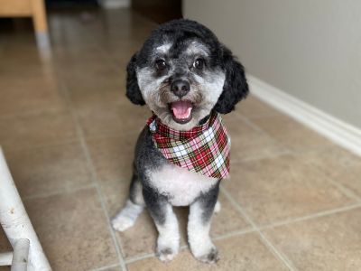 A small dog wearing a plaid bandana