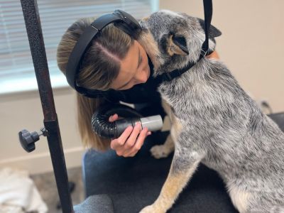 A woman grooming a dog sitting on a table
