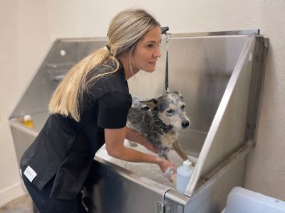 A woman is bathing a dog in a metal sink
