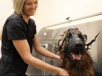 A woman is bathing a dog