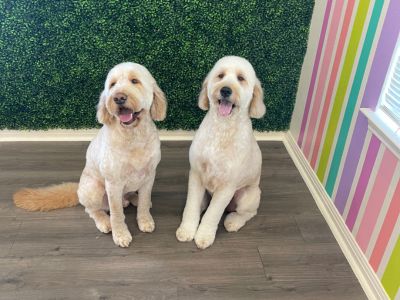 Two dogs sitting on a wooden floor
